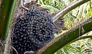 oil-palm-fruit-branch-tree-23305039_Detailfoto